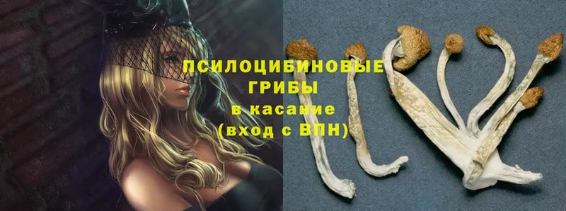 ссылка на мегу как зайти  Кизилюрт  Галлюциногенные грибы Magic Shrooms 